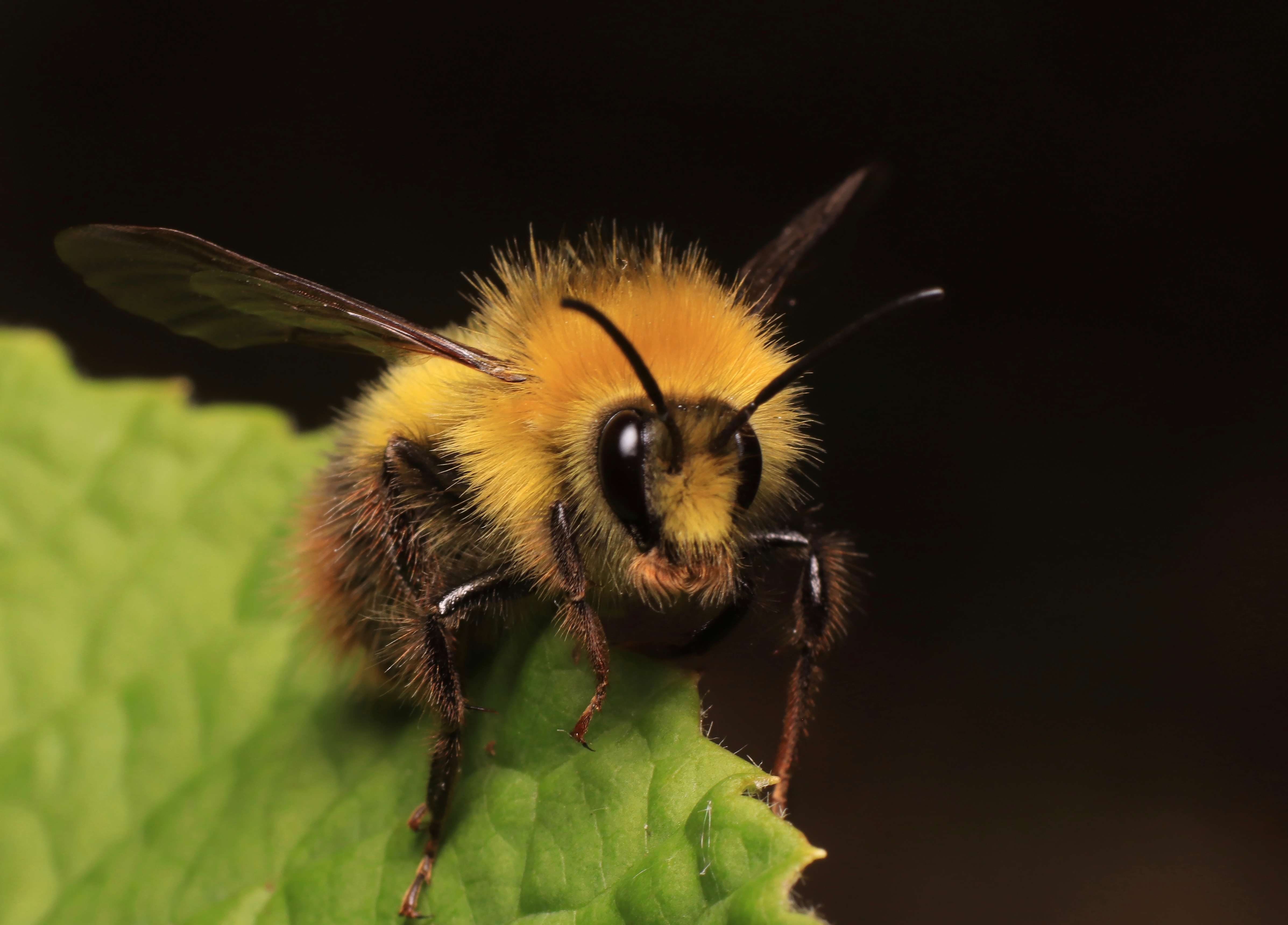 Bombus_pratorum_M6%202